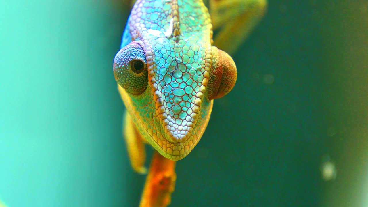 Colors Of The Chameleons- 4k/30fps HDR (ULTRA HD)