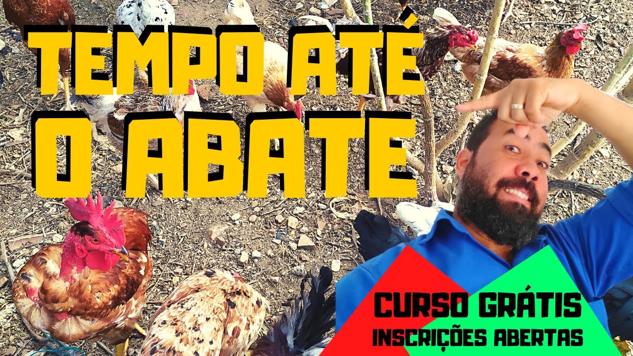 com que tempo se abate os frangos | CRIAÇÃO PARA ABATE
