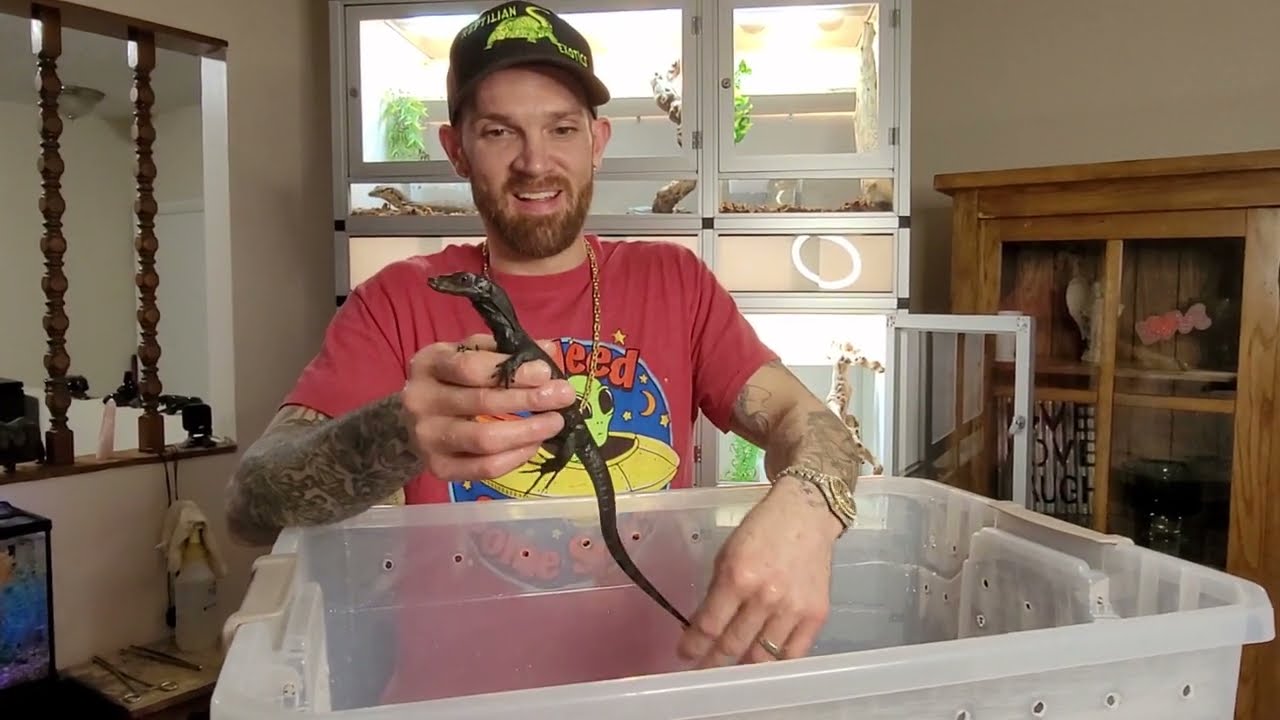 Come see BABY ASIAN WATER MONITORS HATCH & SOCIALIZE!!!!
