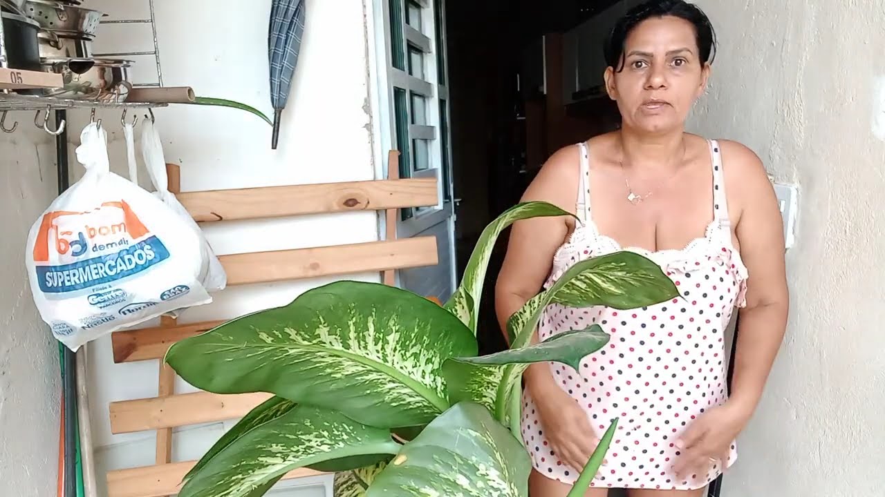 comigo ninguém pode deu flor