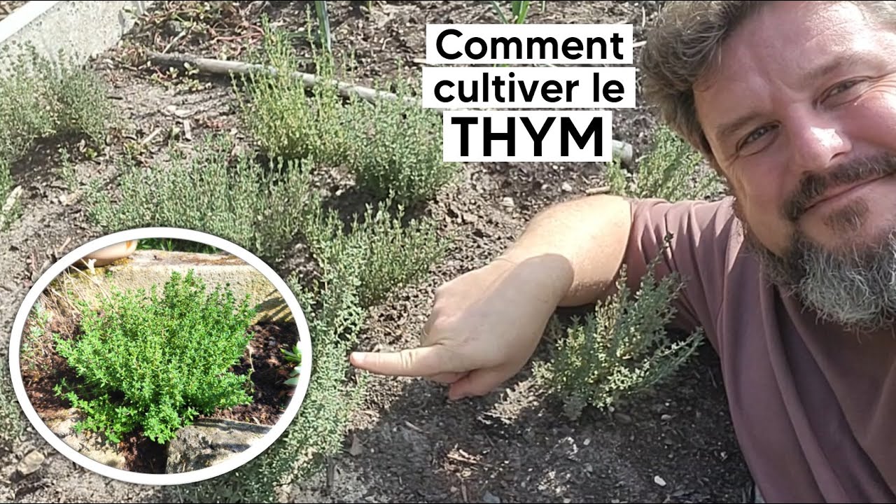 Comment cultiver le THYM (semis, plantation, culture, bouture…)『TUTO』