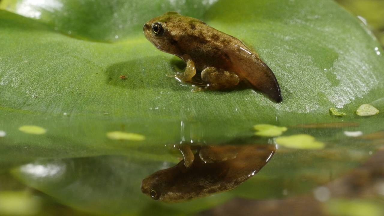 Common froglet on leaf - 4K 2160p