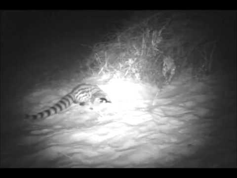 Common genet (Genetta genetta), Mauritania