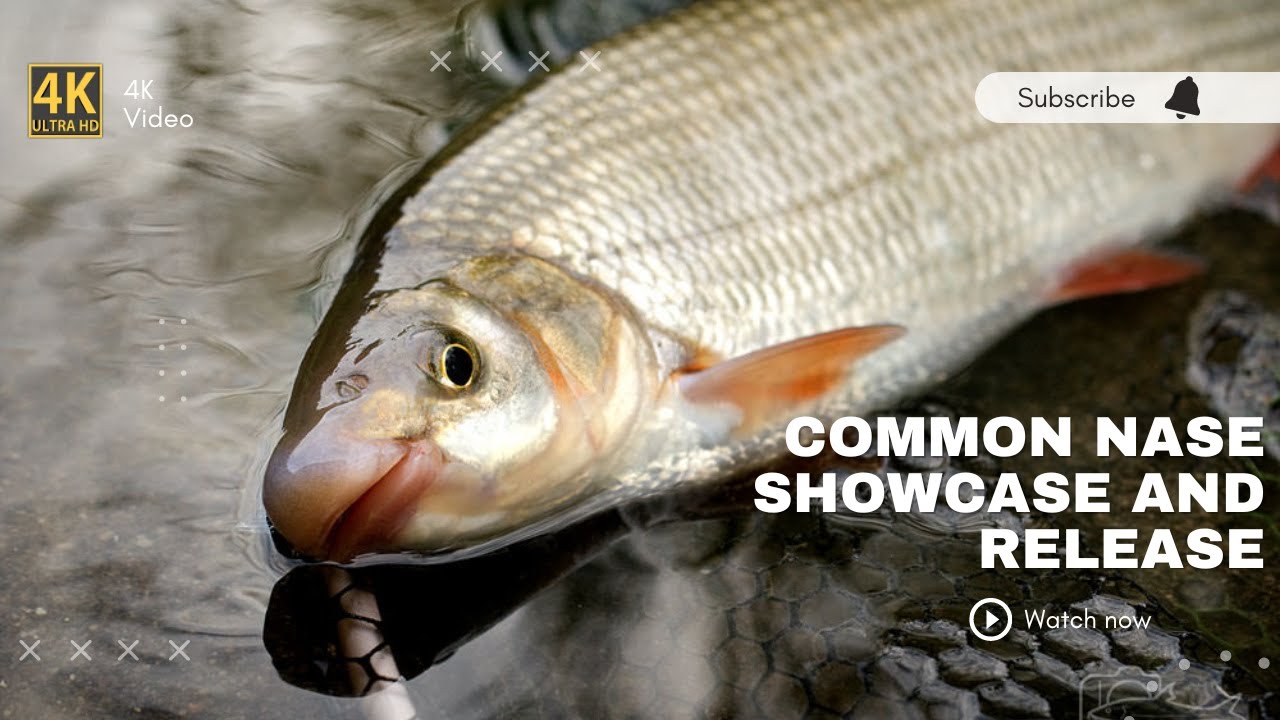 Common Nase - showcase and release (4K Video)