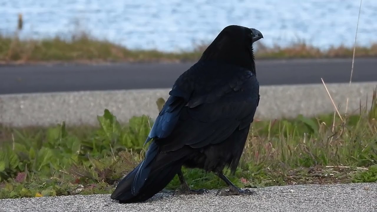 Common Raven croaking