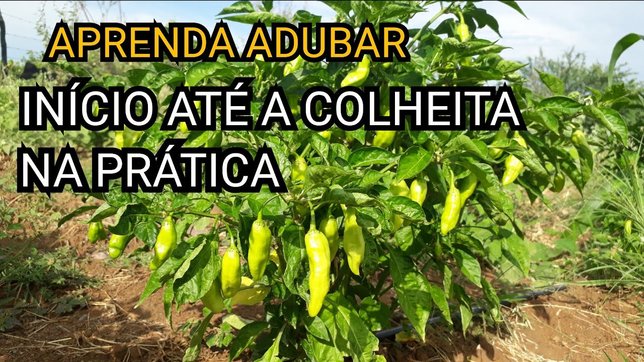 como Adubar pimenta de cheiro-INÍCIO A  PRODUÇÃO