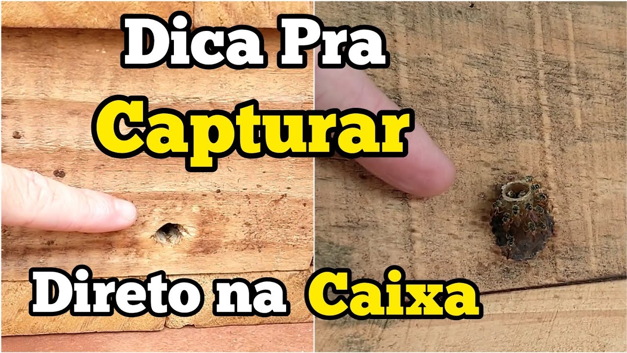 COMO CAPTURAR ABELHA JATAI DIRETO NA CAIXA...