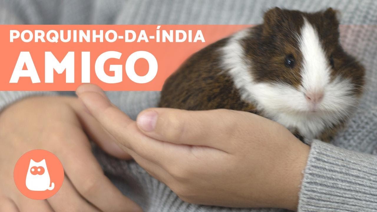 Como GANHAR A CONFIANÇA de um PORQUINHO-DA-ÍNDIA? 🐹 (em 4 dicas)