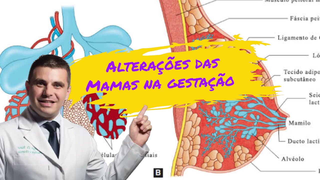 Como Mudam os Seios na Gestação?