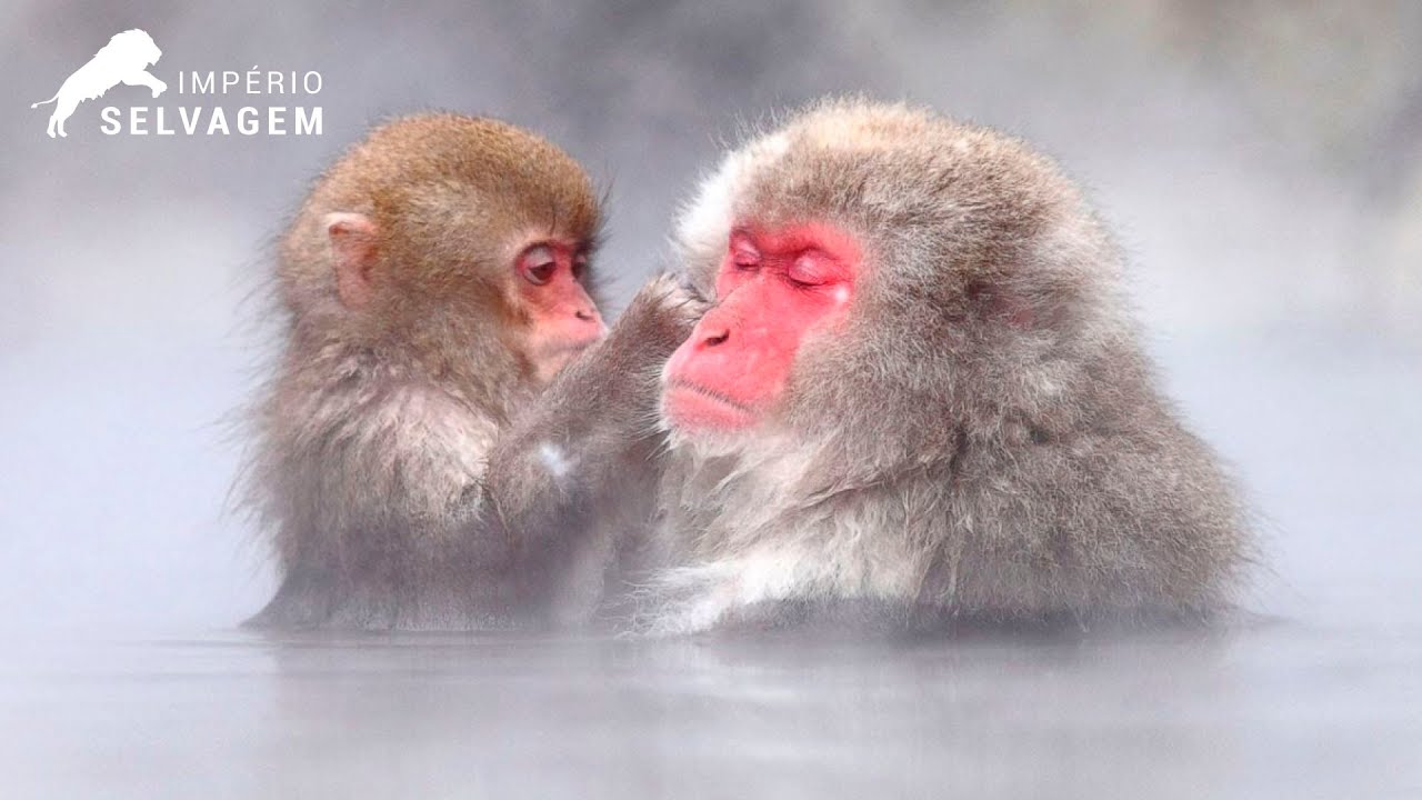 COMO O MACACO JAPONÊS DESCOBRIU O BANHO - IMPÉRIO SELVAGEM