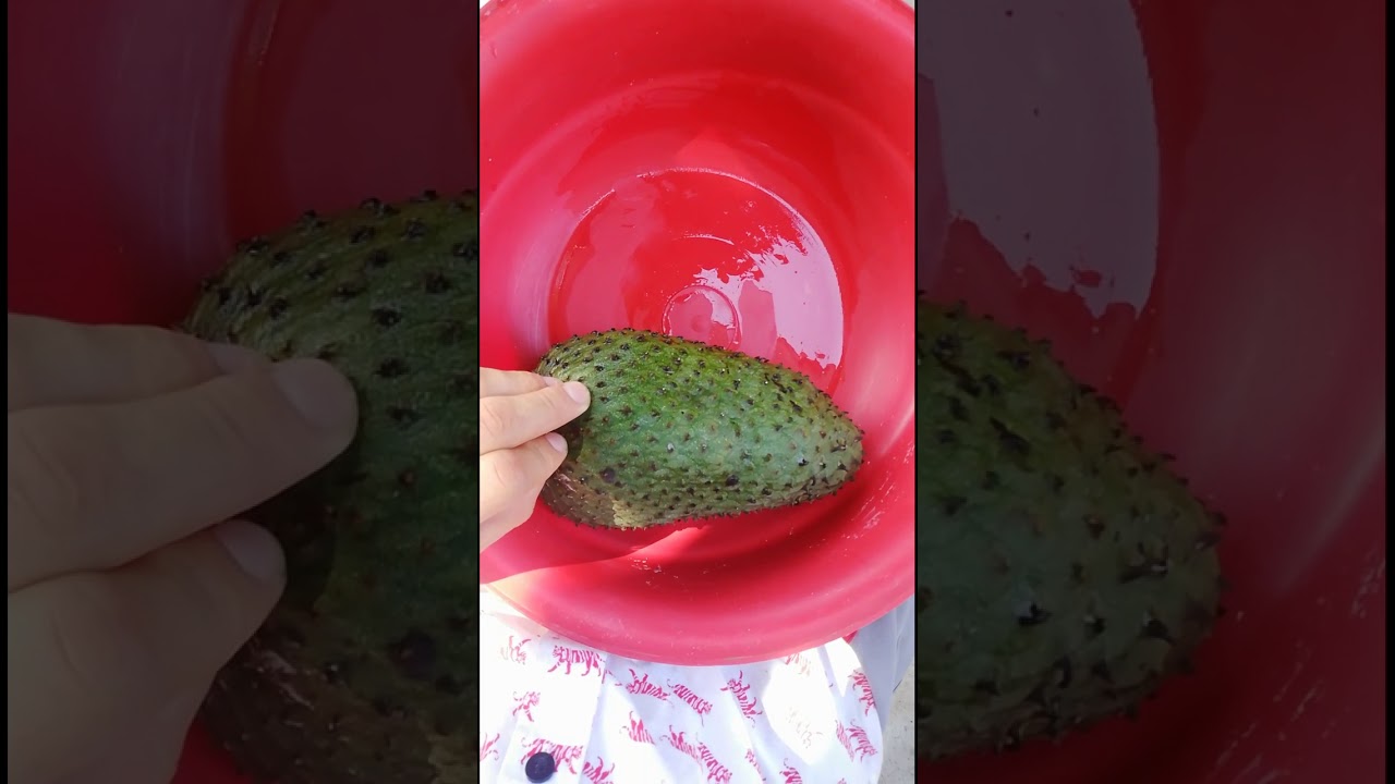 Como pelar una guanabana