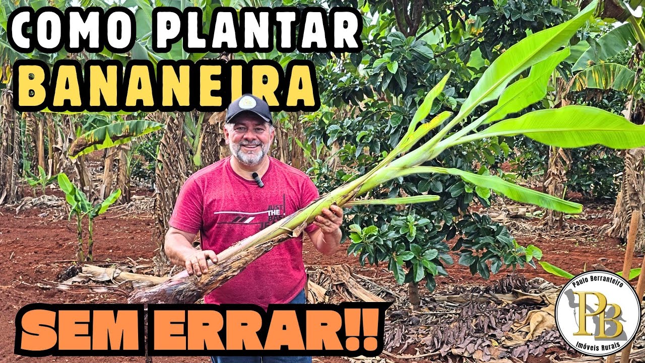 COMO PLANTAR BANANEIRA SEM ERRAR