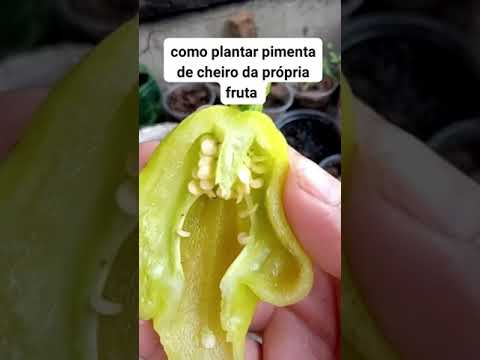como plantar pimenta de cheiro da própria pimenta #pimentas #dicas #horta