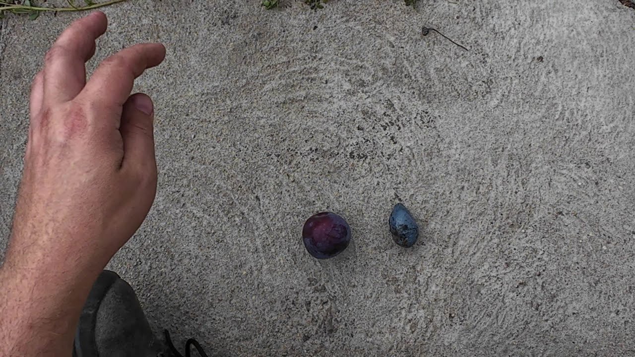 Comparison of japanes plum (Prunus salicina) and European plum (Prunus domestica) [4K]