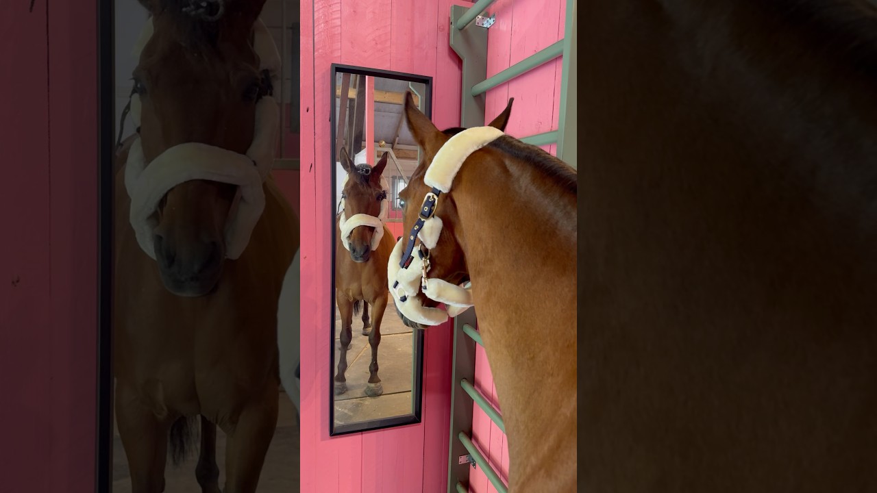 Complete the sentence👇🏻Mirror, mirror on the wall😍 #shortsvideo #horse #pony