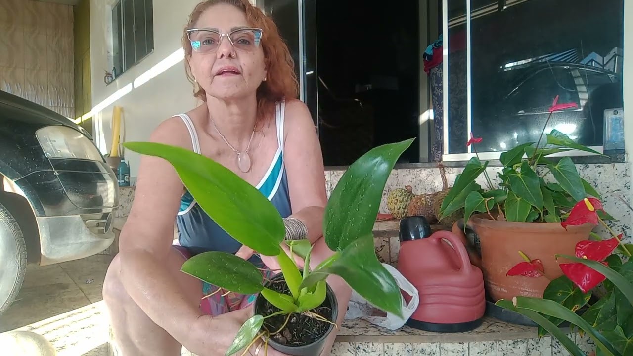 Comprinhas de plantas