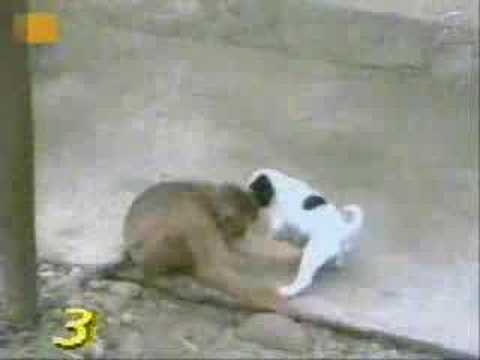 Conferindo o tamanho