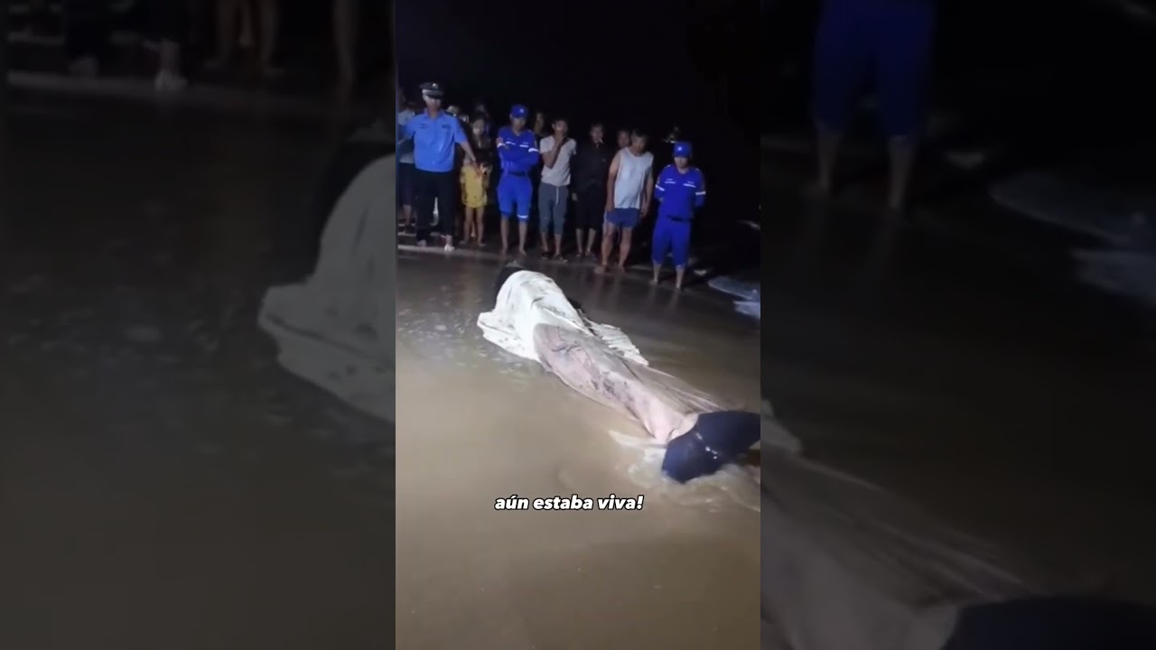 CONSIGUEN SIRENA EN LA ORILLA DE LA PLAYA 😳😱🧜‍♀️ 2023
