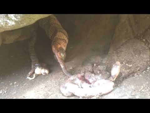 Copperhead gives birth