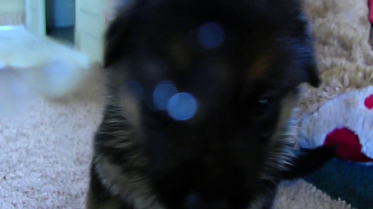 Copy of German Shepherd Puppy Licks Camera
