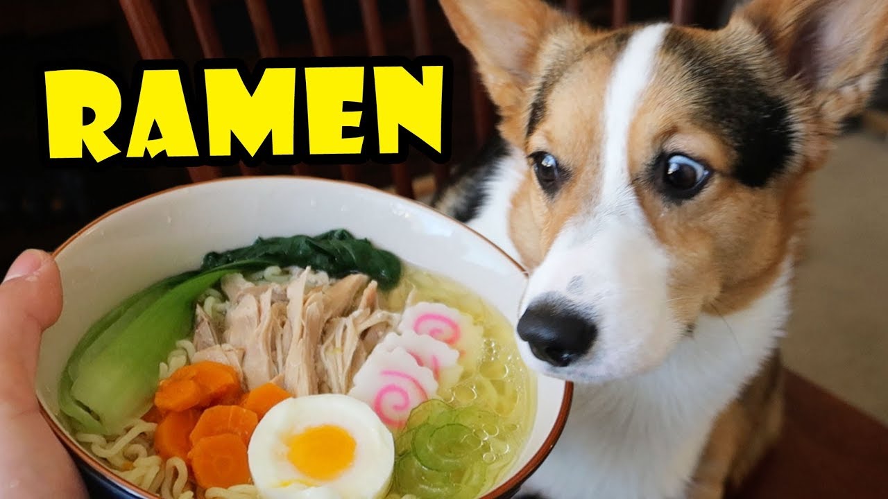 CORGI RAMEN - Homemade DOG Friendly DIY || Life After College: Ep. 567