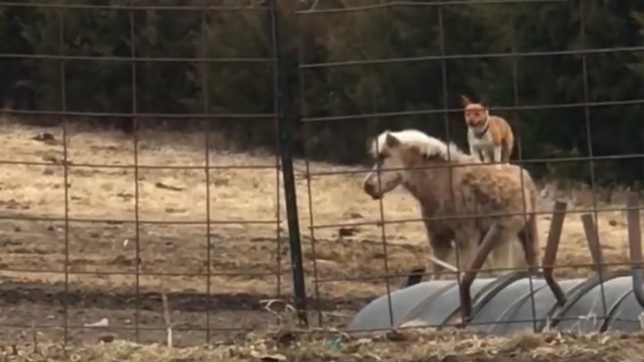 Corgi Riding Pony PART 2: Corgi Hops On Pony And Goes For A Ride