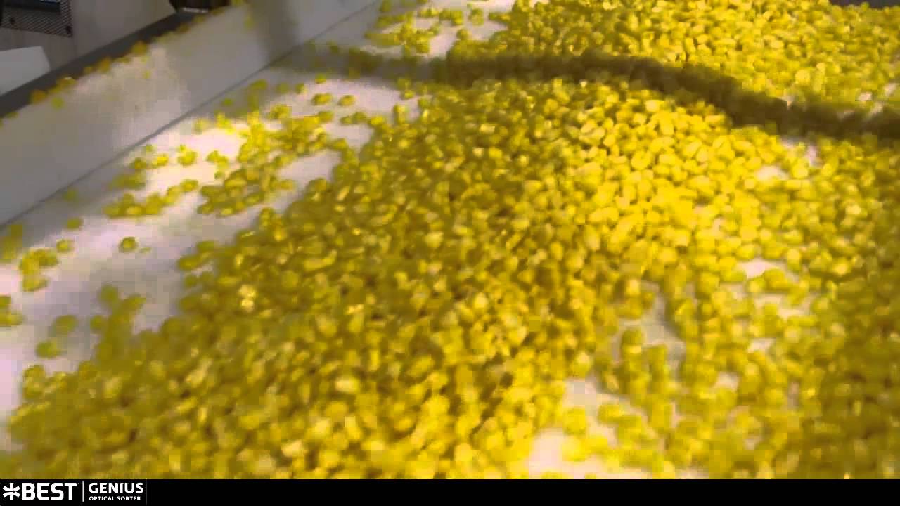 Corn sorting machine Genius - TOMRA Sorting