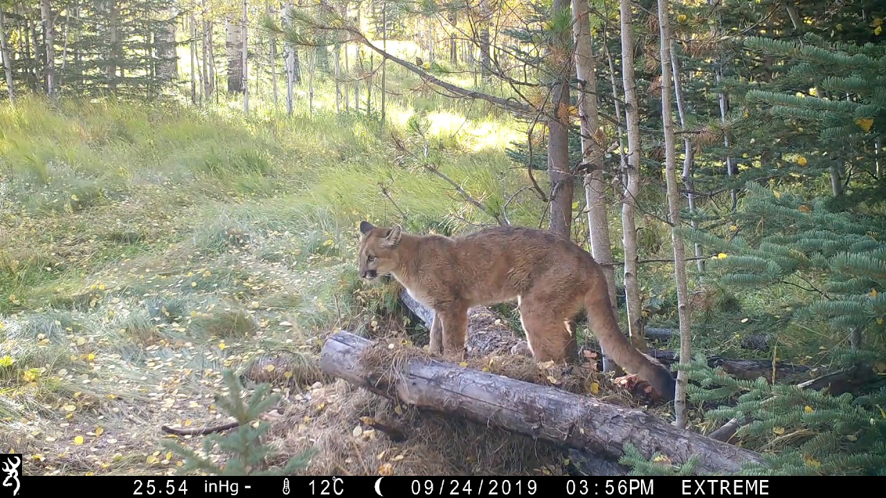 Cougar Sounds