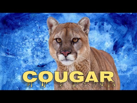 Cougar sounds