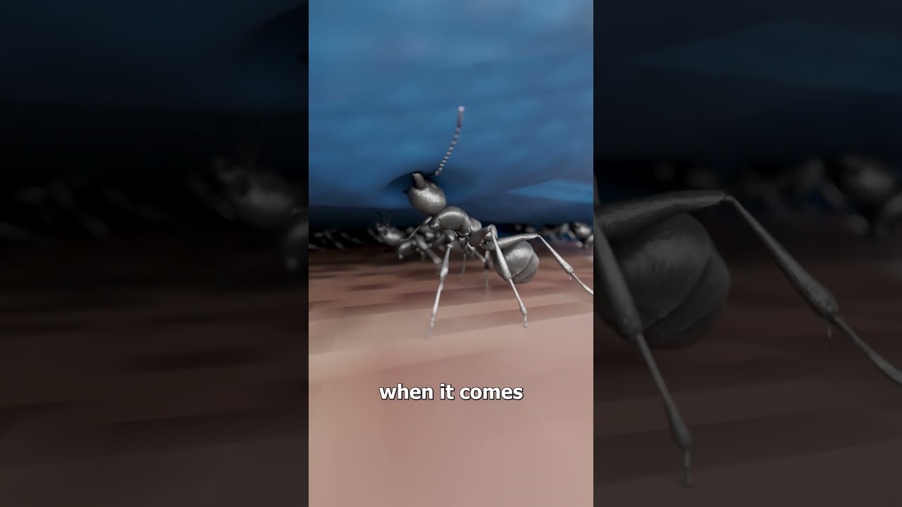 Could Ants Really Carry A Human 😮