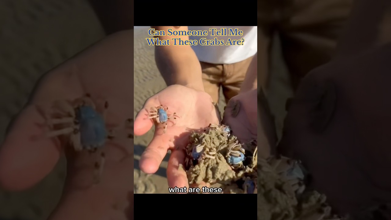 Could Someone Tell Me What These Crabs Are? 😳 #interesting