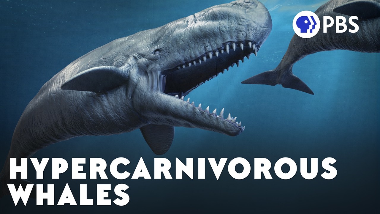 Could This Sperm Whale Eat The Meg?