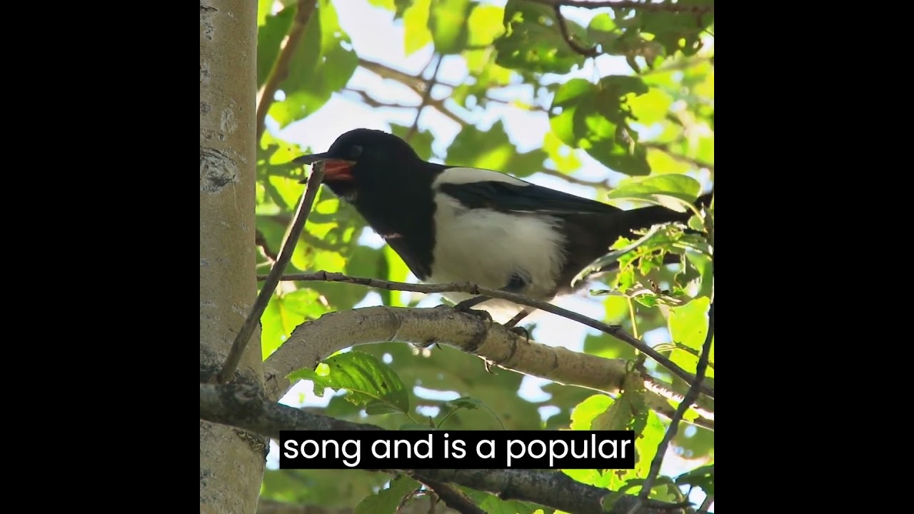 [COUNTRY BIRDS] Five spectacular birds found in the Maldives