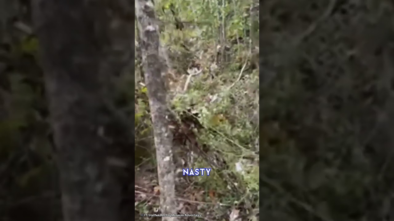 Couple find a dead body whilst on a livestream