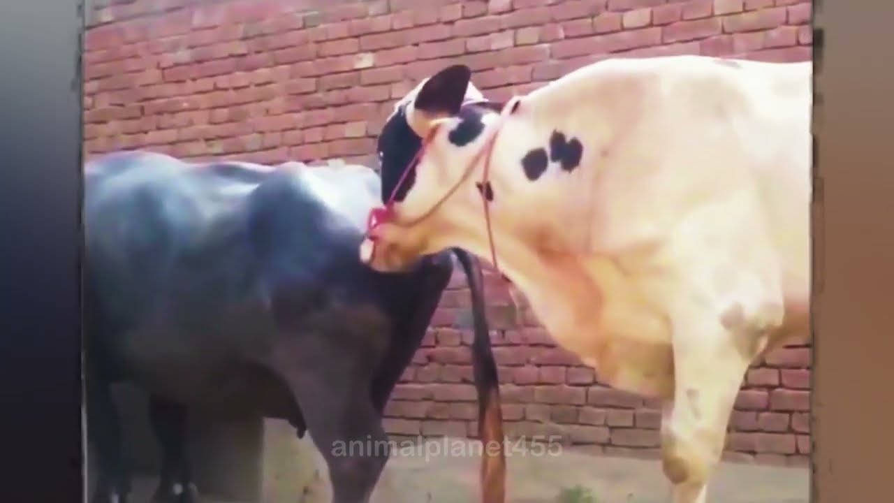 Cow and bull mating, watch the full video ||Buffalo Farming🐃||animalplanet