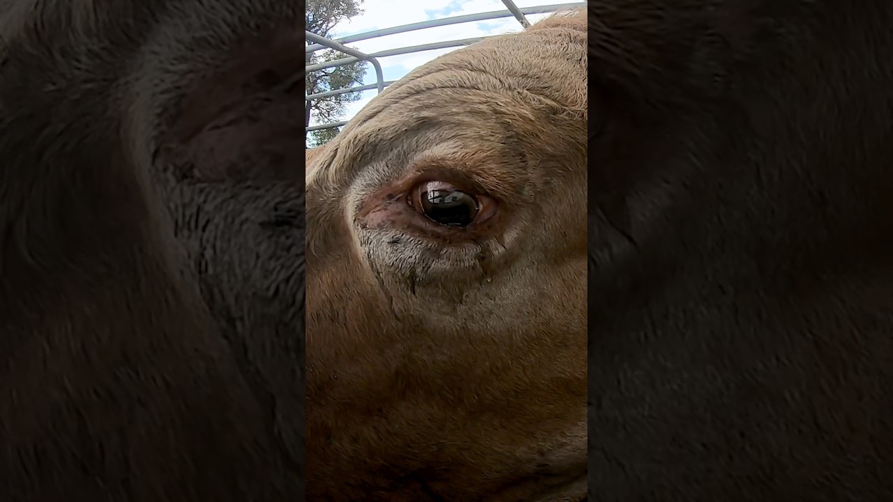 Cow Cries Arriving at Slaughterhouse