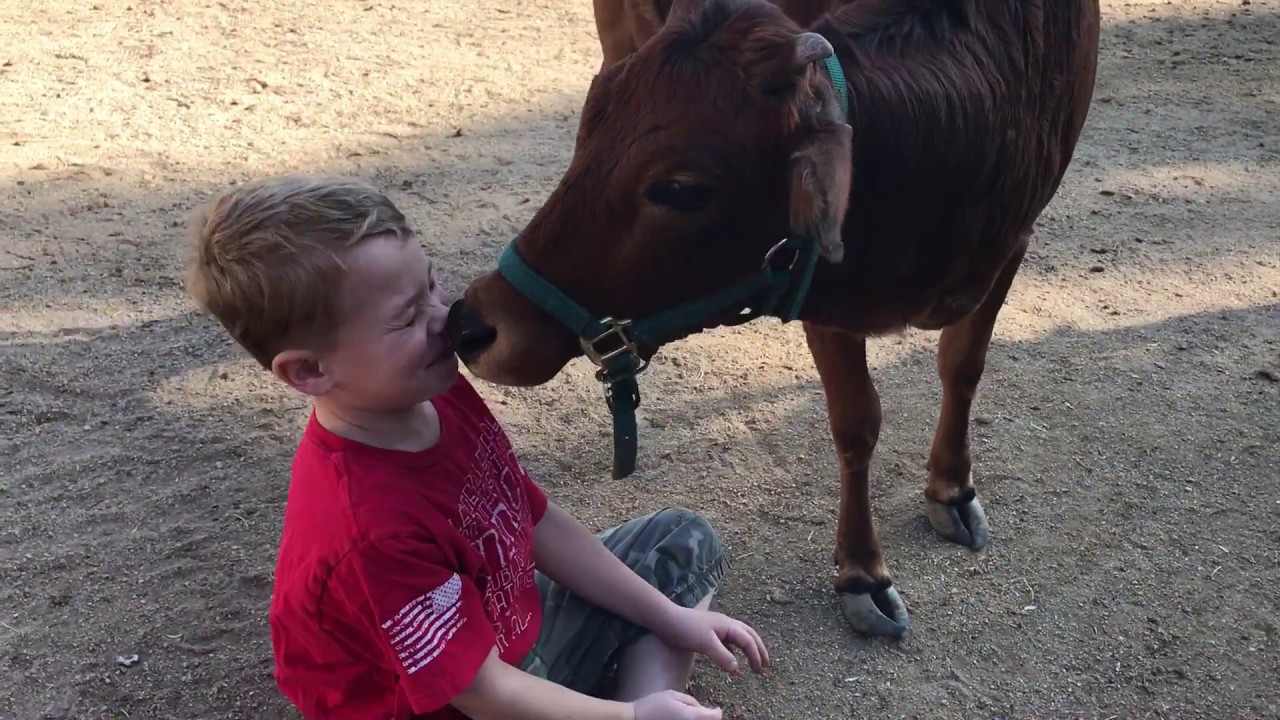 Cow Kisses