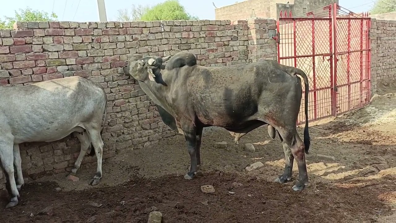 cow meeting! white cow v/s black Bull ....Village Animals lovers Rajasthan