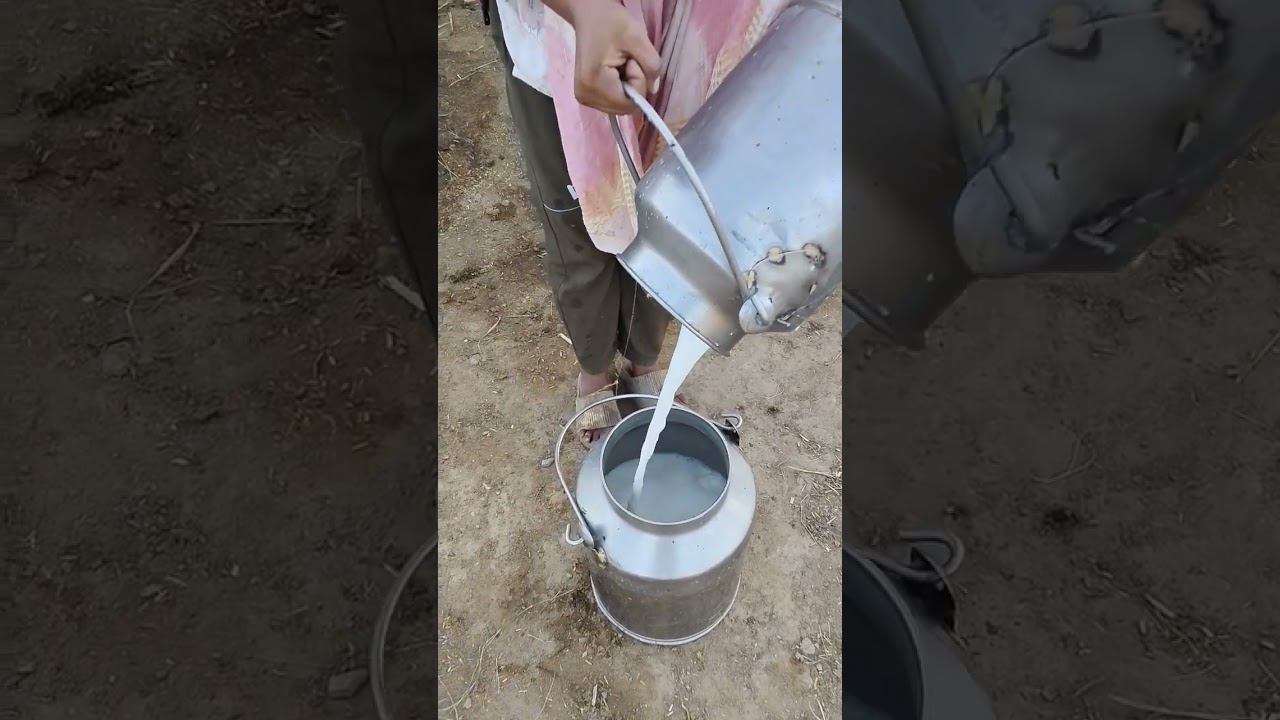 cow milking 🐄🐄🐄 #dairyfarming #shorts #trending #youtubeshorts #viralvideos #cow #desi
