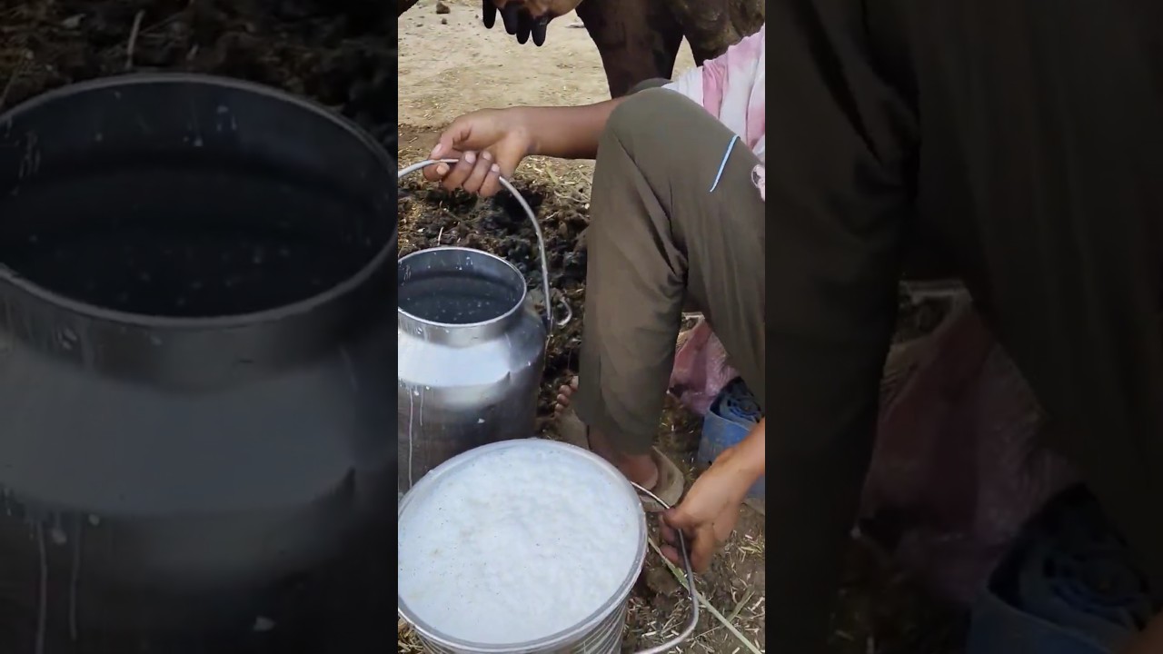 cow milking 🐄🐄 #dairyfarming #youtubeshorts #shortvideos #trending #viralvideos #cow #desi