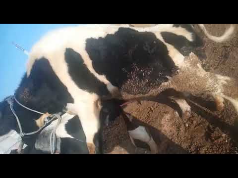 cows meeting #successful