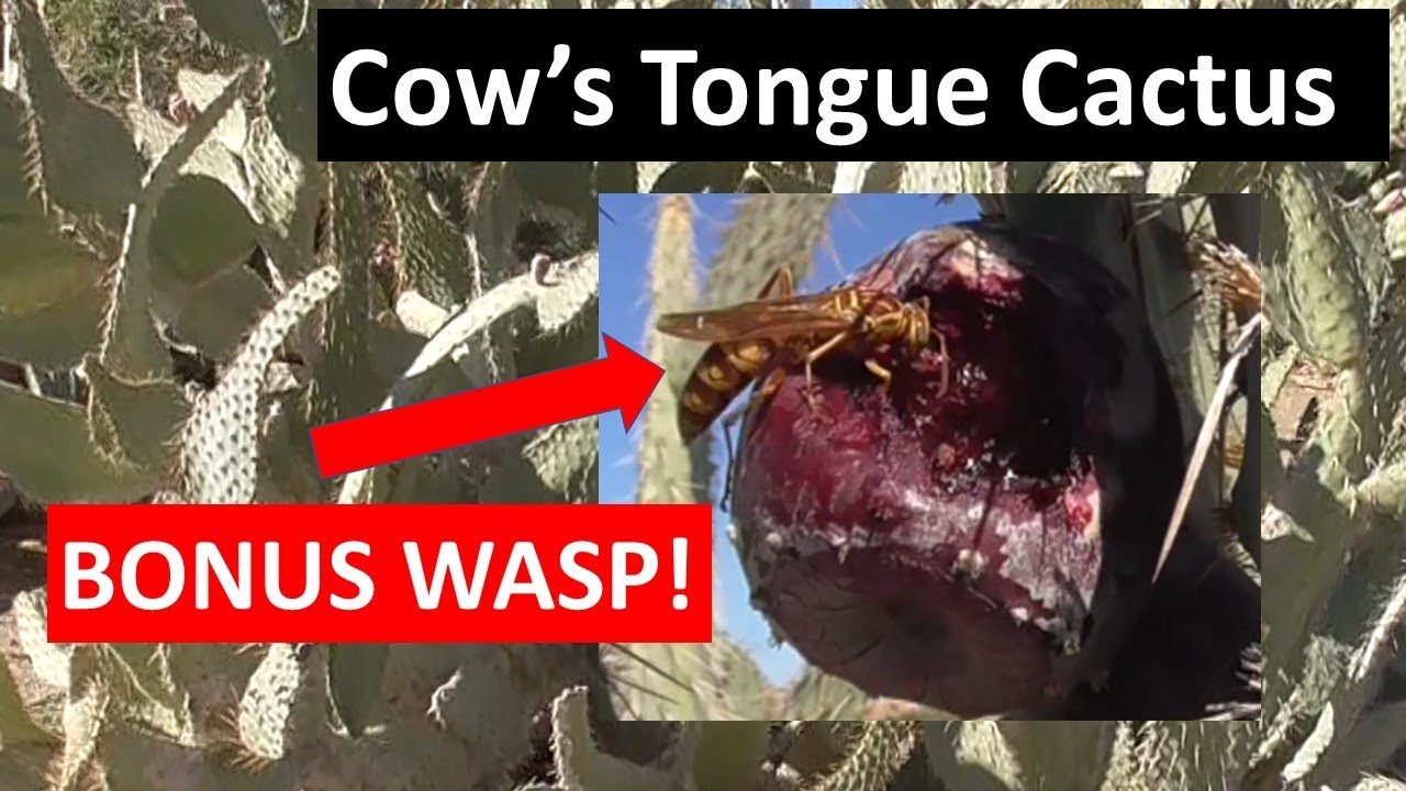 Cow's Tongue Prickly Pear - BONUS WASP eating the fruit (Opuntia engelmannii var. linguiformis)