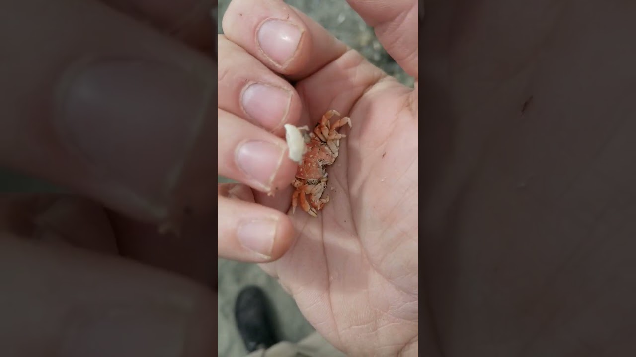 Crab crush asmr