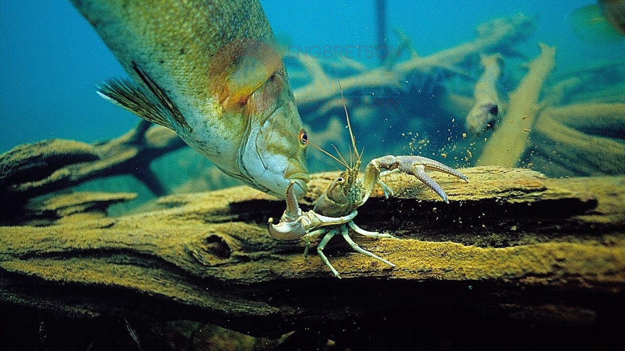 Crayfish That Evade Big Bass-Amazing Underwater Escapes-Engbretson Underwater Photography