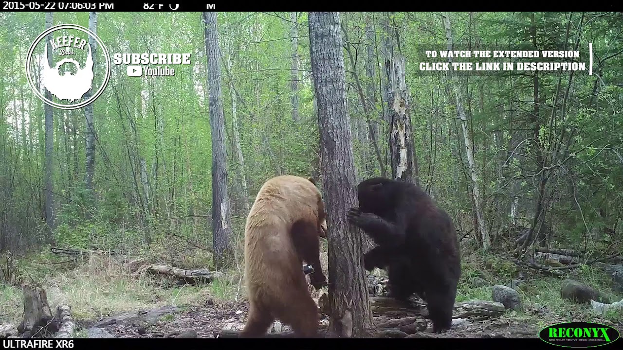 Craziest Bear Fight Ever Caught On Trail Cam!! - HUMANIMAL