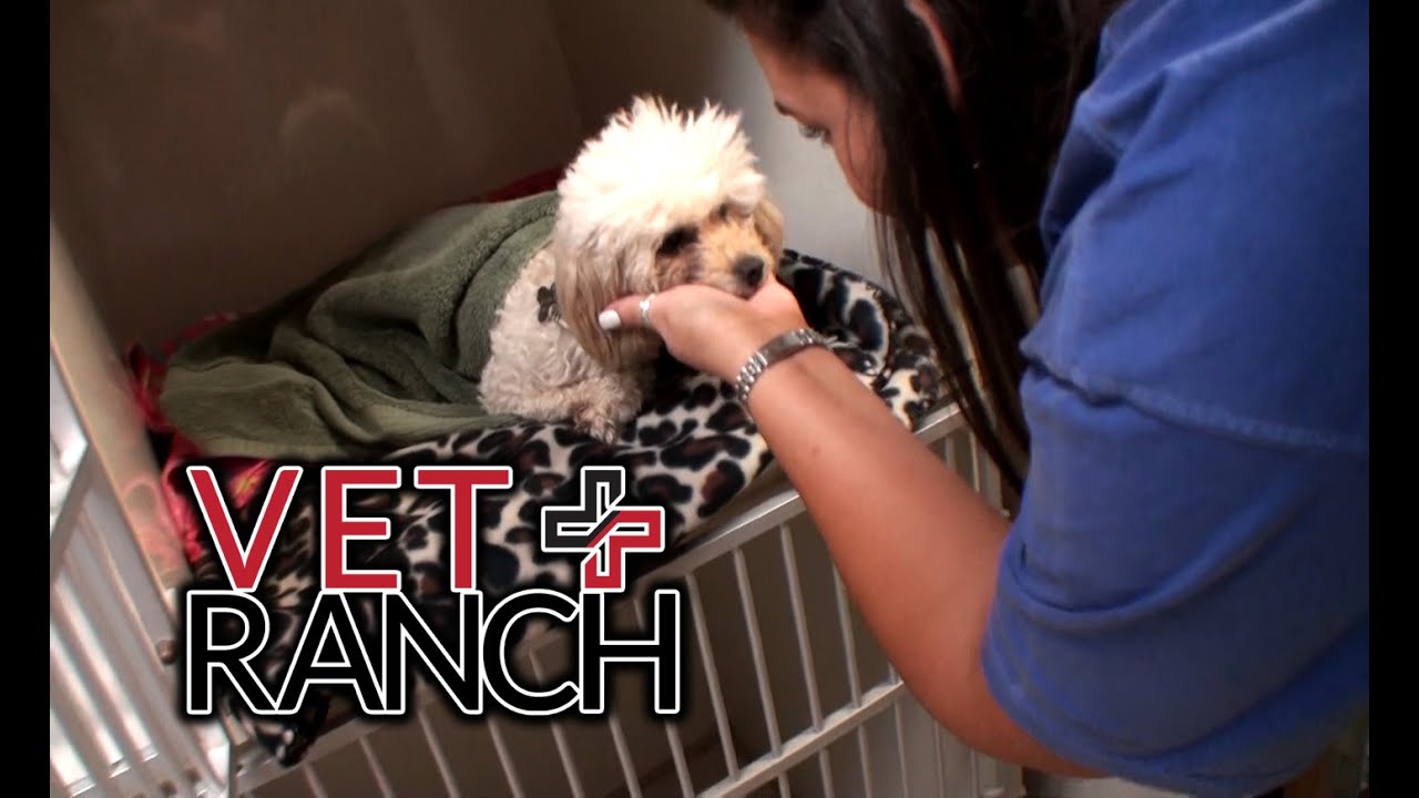 Craziest Thing I Have Removed From a Puppy (SURGERY)