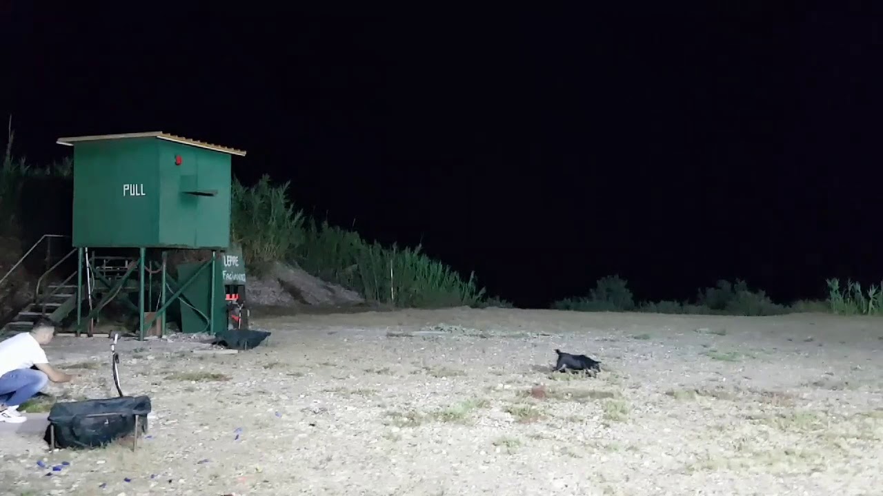 Crazy Jagd Terrier