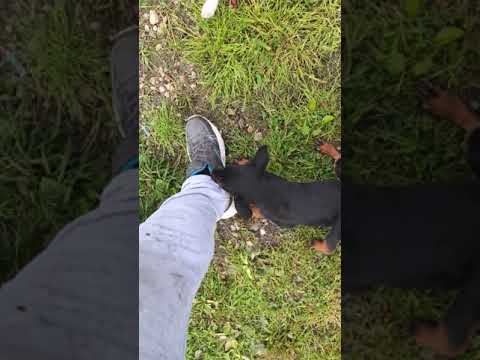 Crazy Jagd Terrier puppies at 2 months old