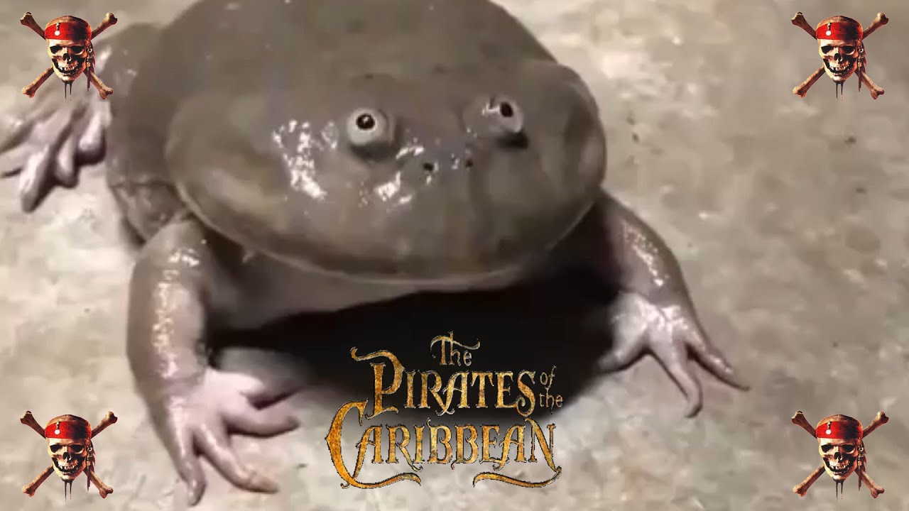 crazy screaming frog - pirates of the caribbean theme song piano tutorial