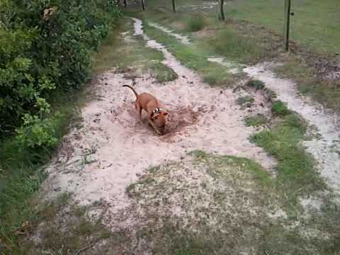 Crazy Staffordshire Bullterrier Donna